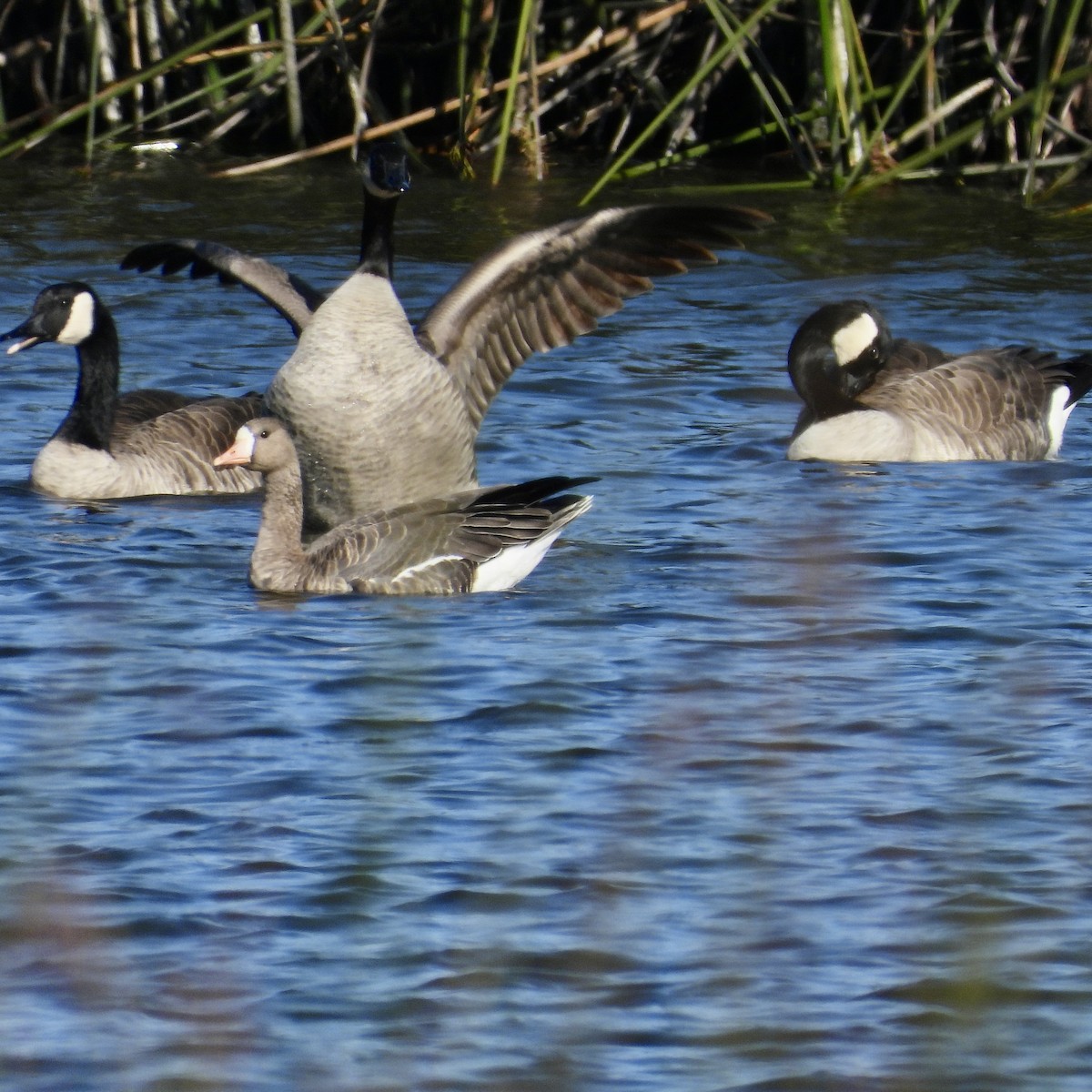 Greater White-fronted Goose - ML610907428