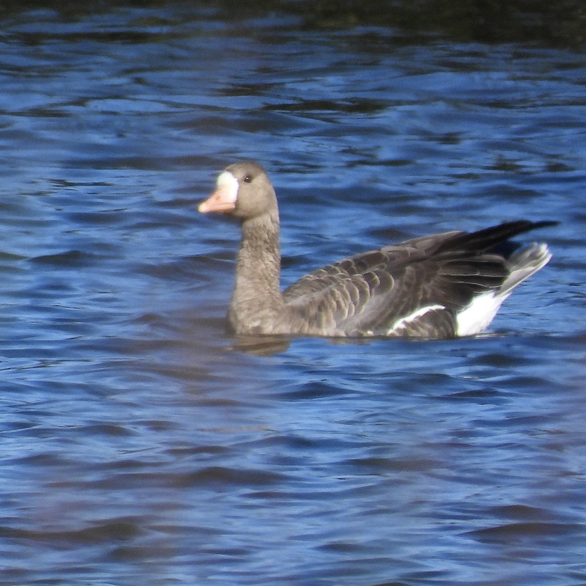 Greater White-fronted Goose - ML610907447