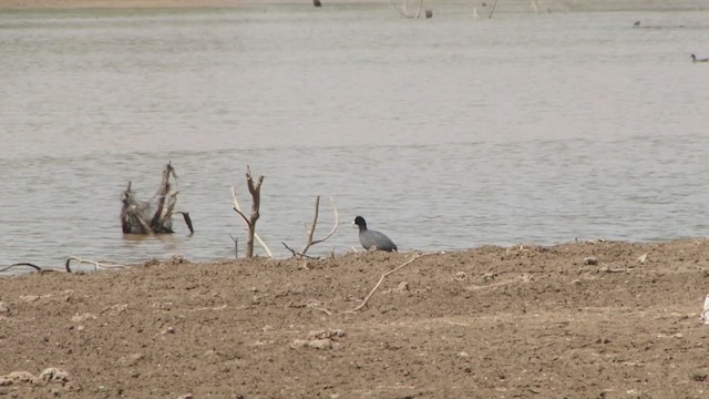 Foulque leucoptère - ML610907499