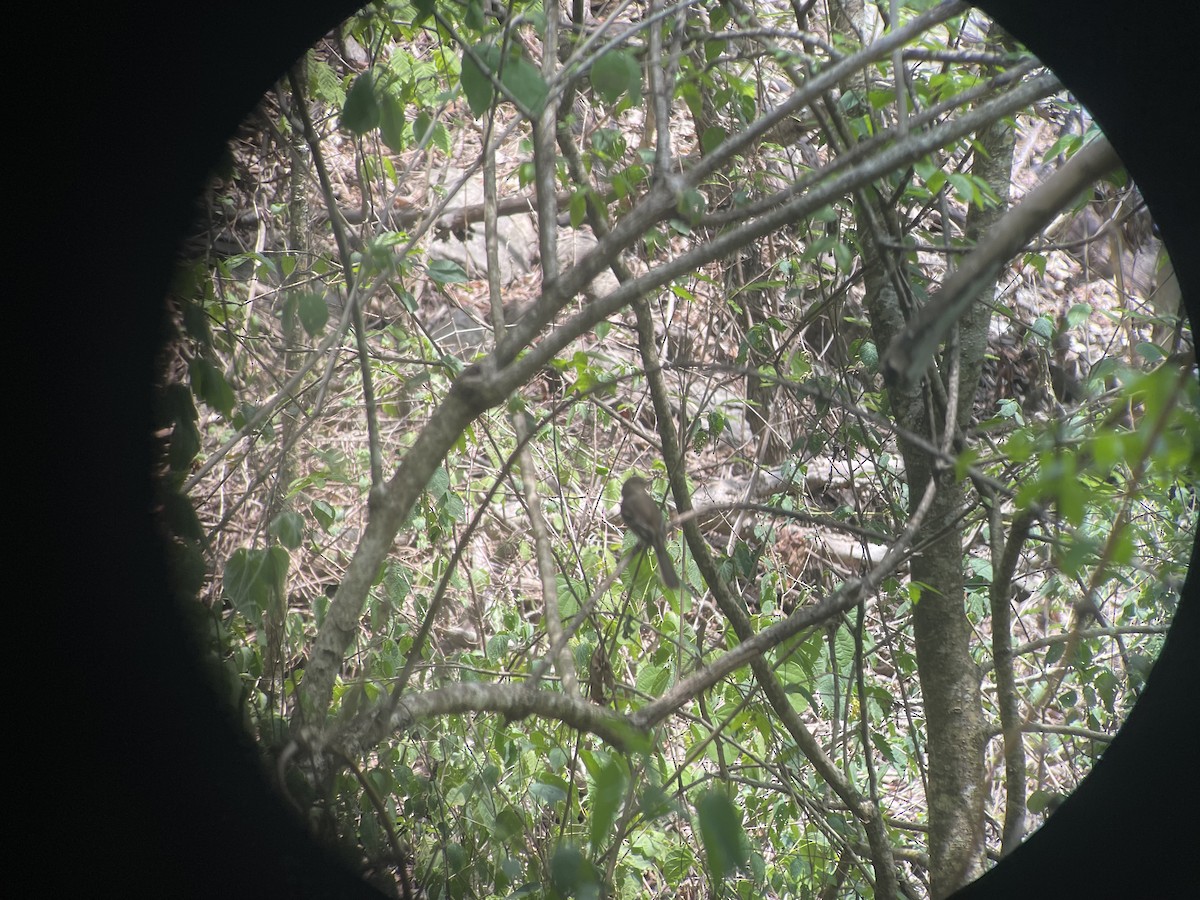 Fuscous Flycatcher (Fuscous) - ML610907554