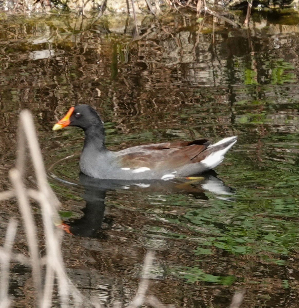 Common Gallinule - ML610907769