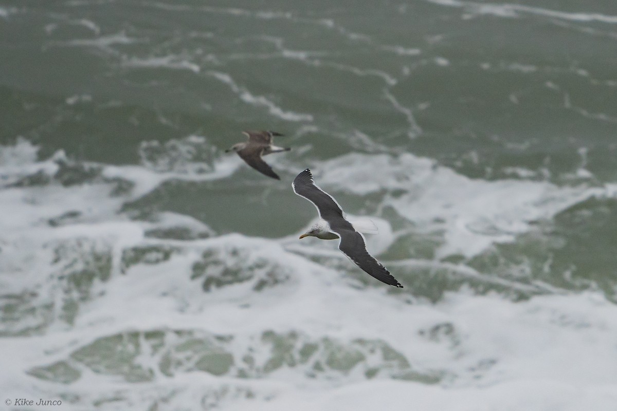 Lesser Black-backed Gull - ML610907787