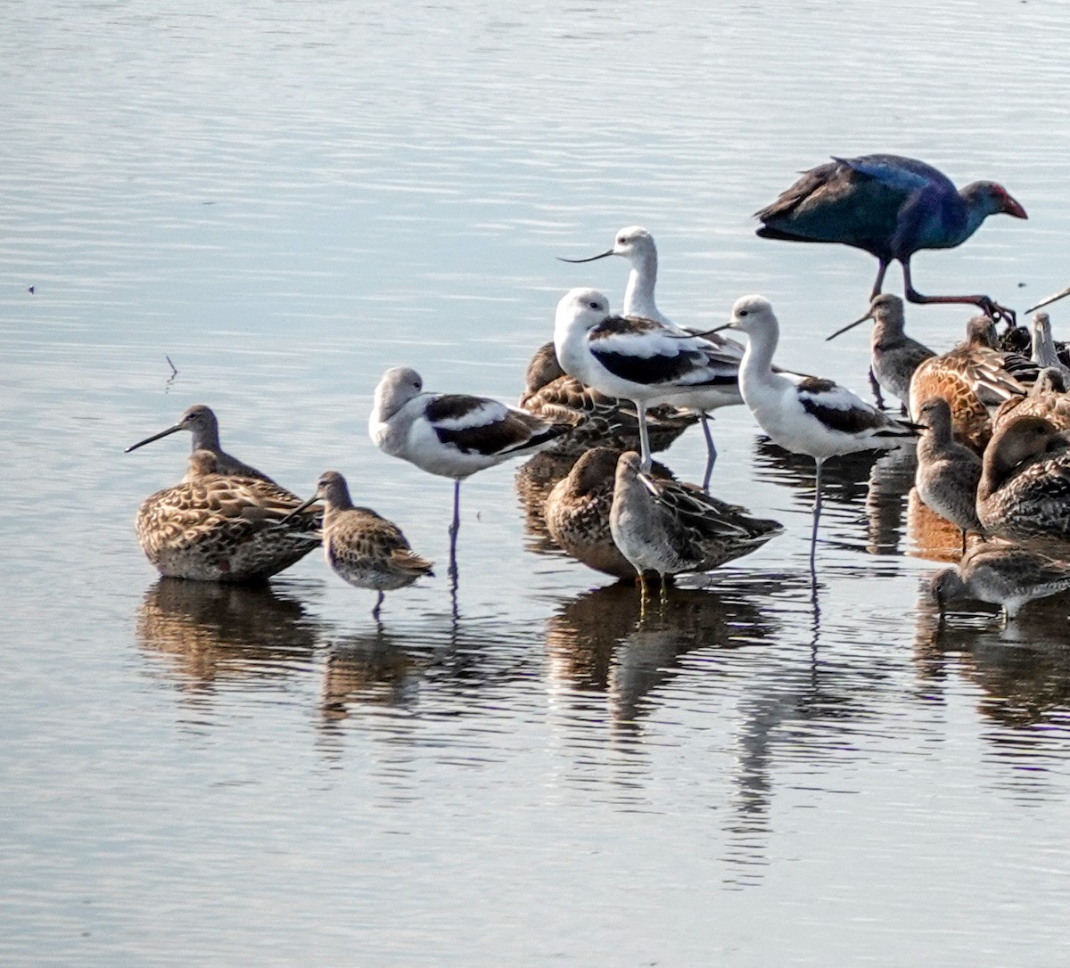 American Avocet - ML610907799