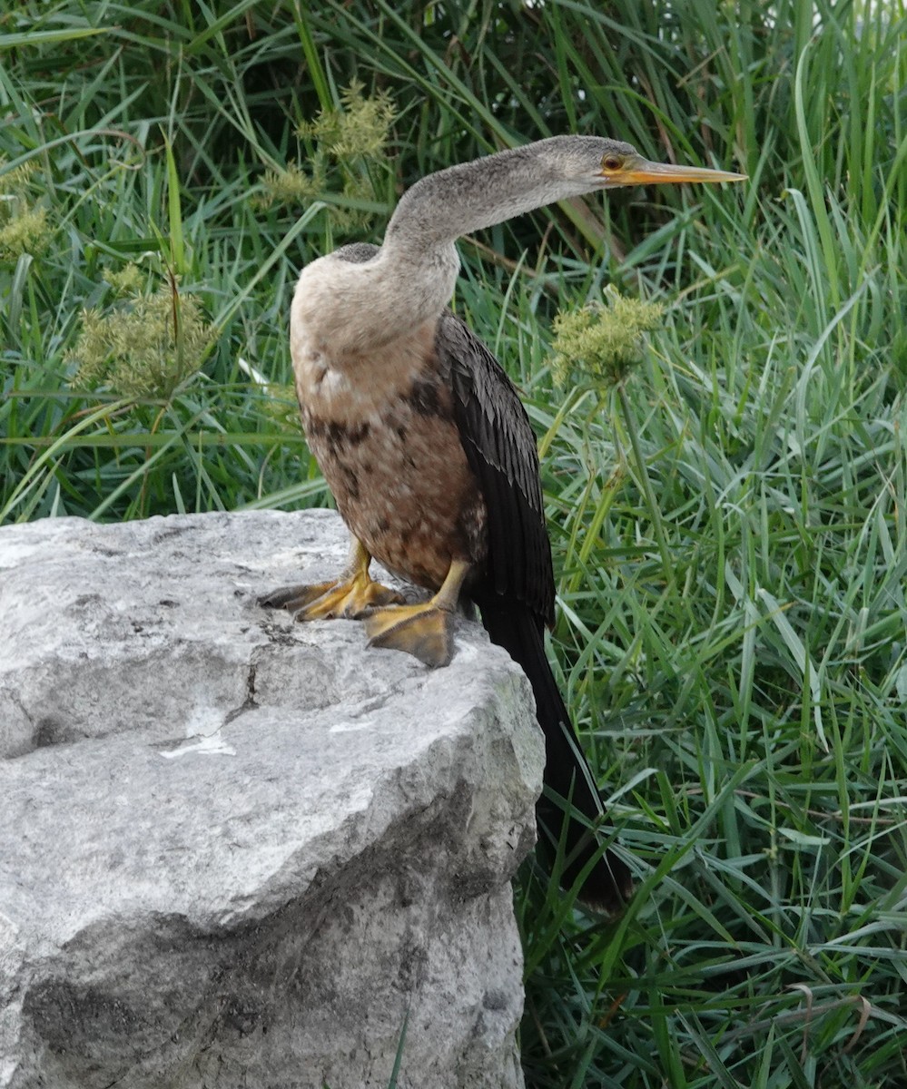 Anhinga d'Amérique - ML610907810