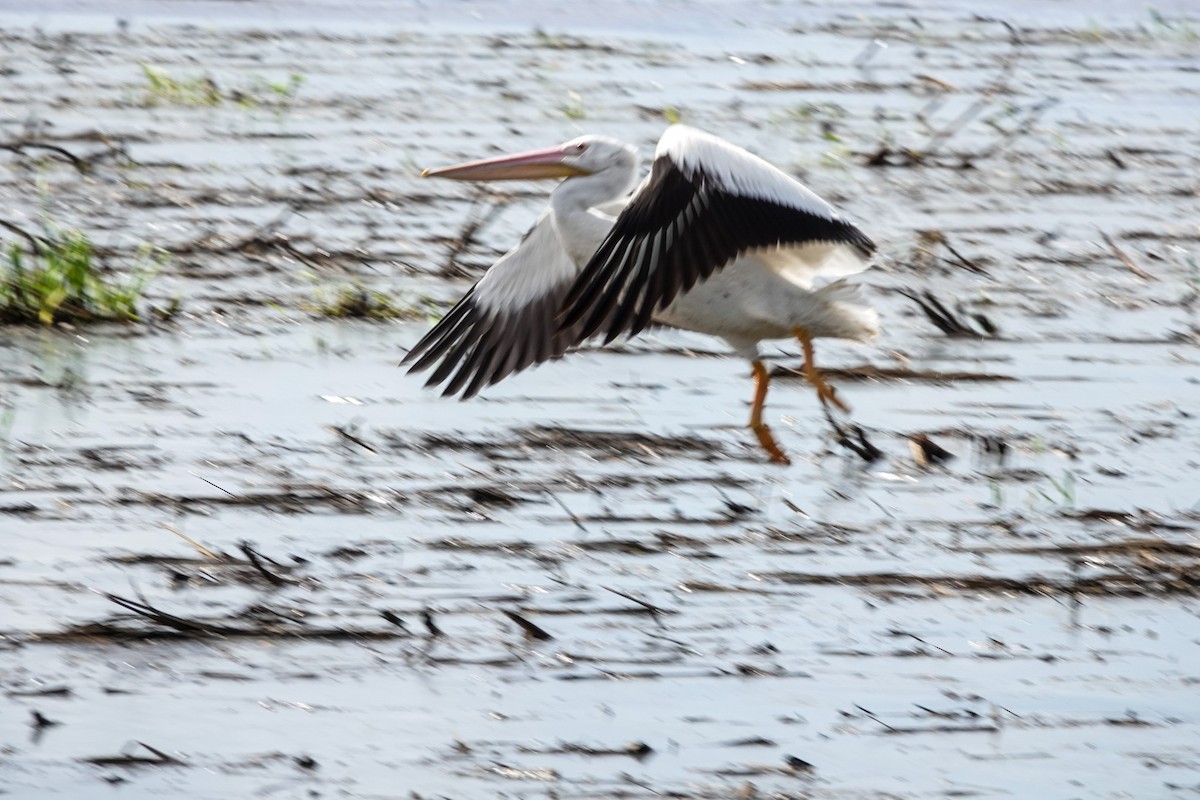 American White Pelican - ML610907816