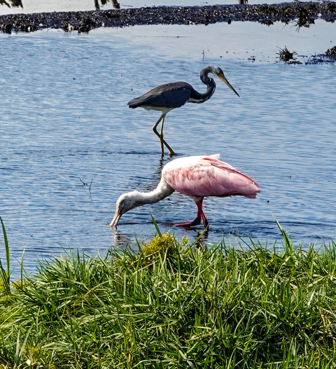 Roseate Spoonbill - ML610907840
