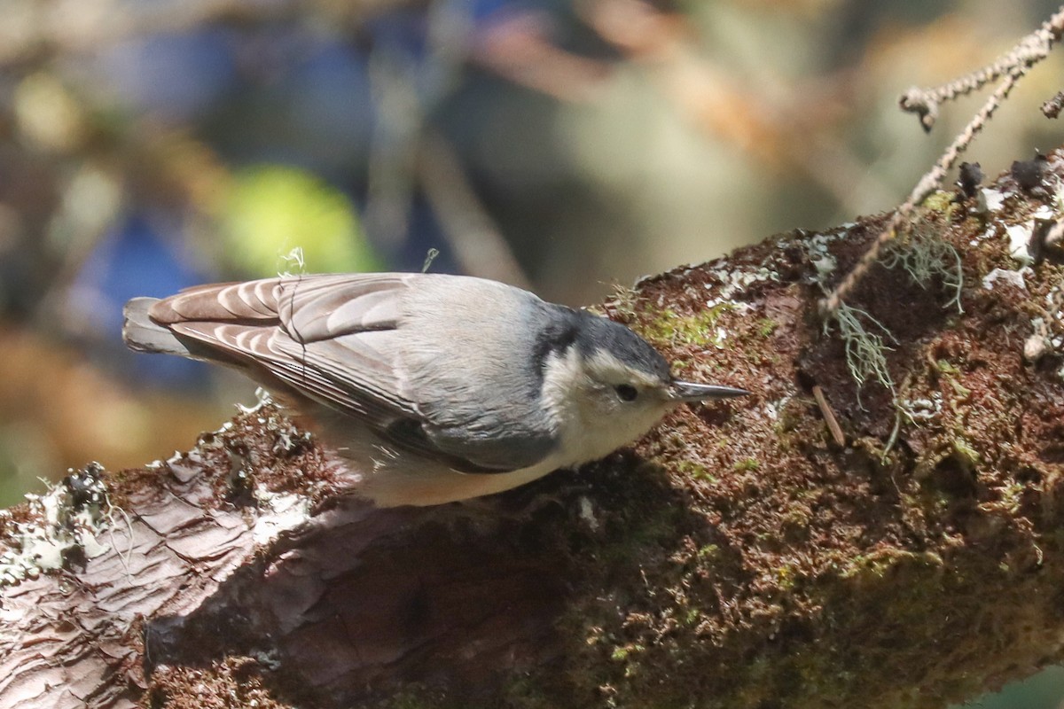 White-breasted Nuthatch - Jen Sanford