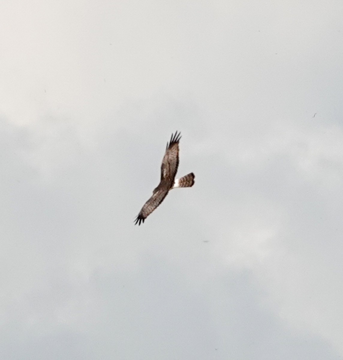 Northern Harrier - ML610907857