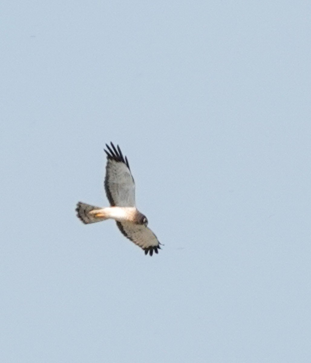 Northern Harrier - ML610907858