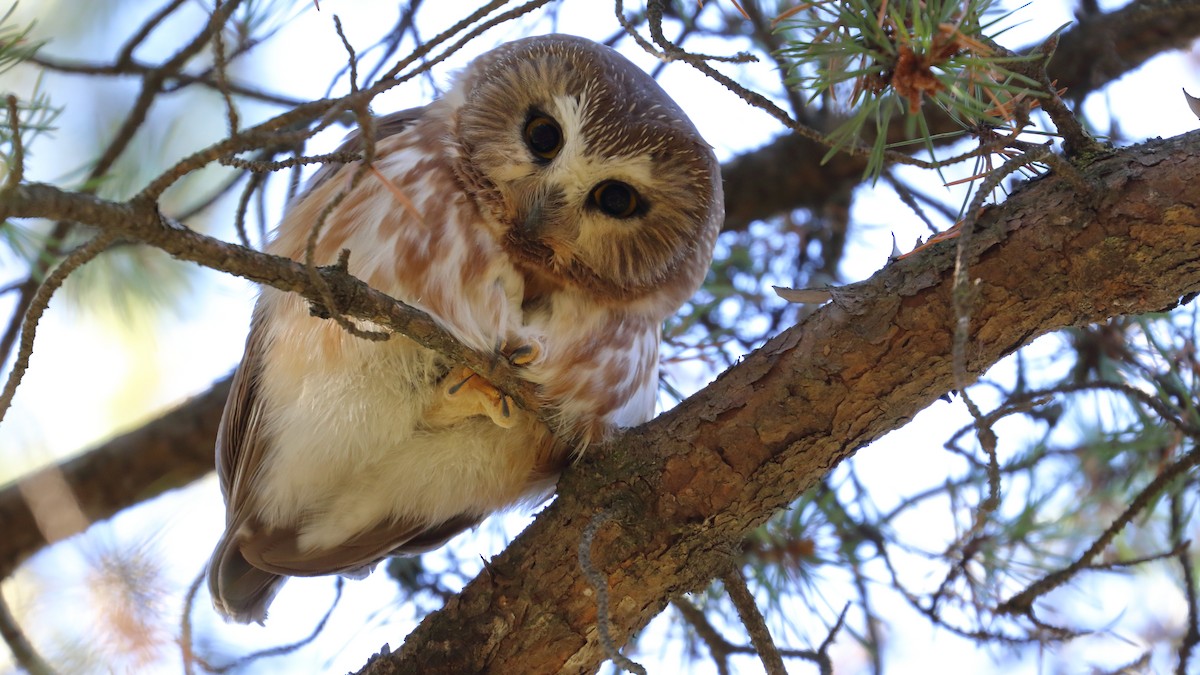 Northern Saw-whet Owl - Sylvie Dionne