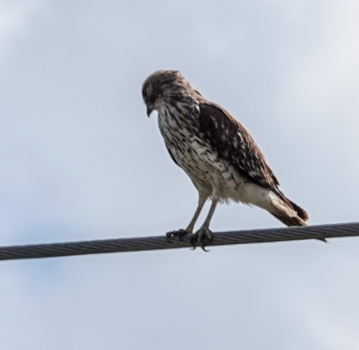 Red-shouldered Hawk - ML610907879