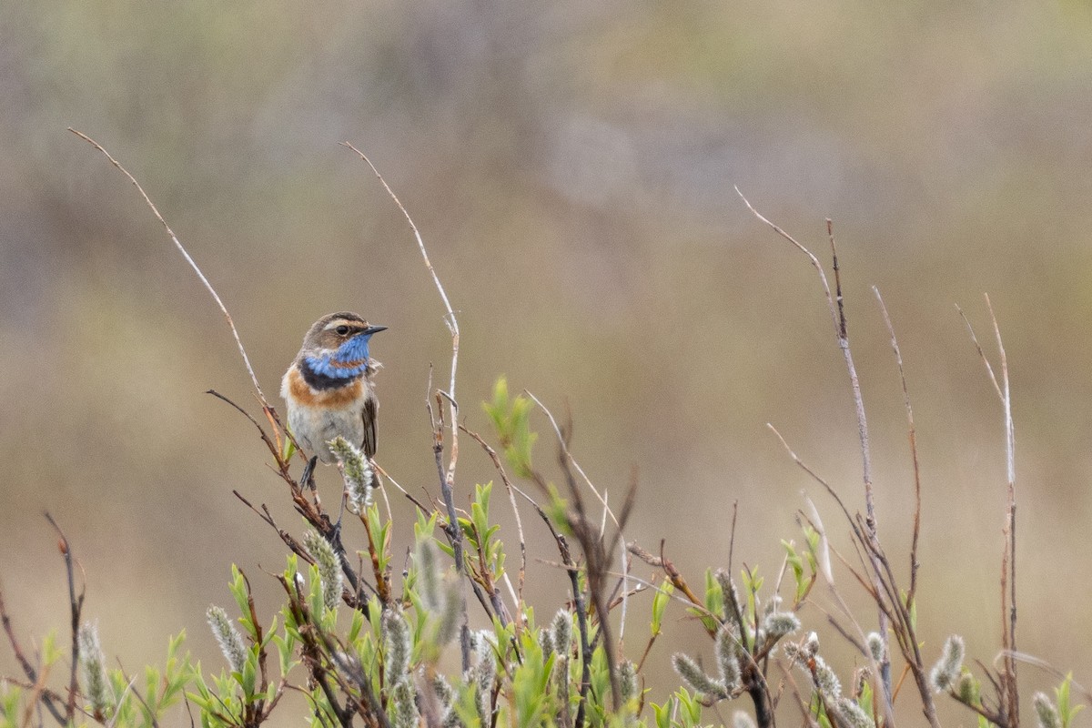 Bluethroat - Evan Buck