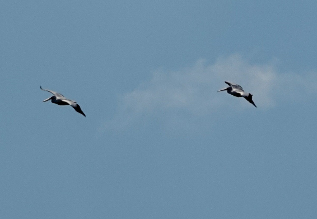 Brown Pelican - ML610907943