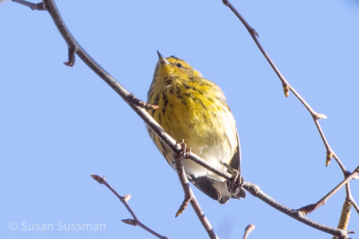 Cape May Warbler - ML610907992