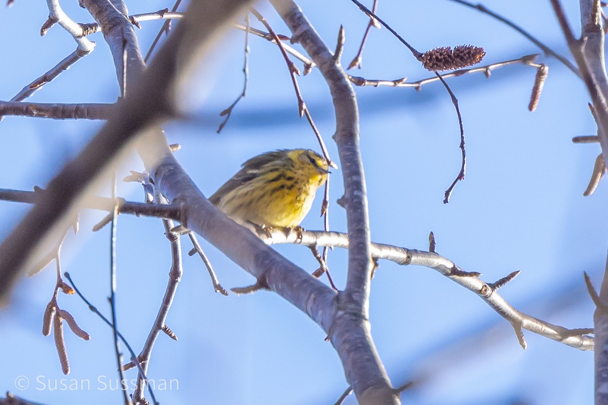 Cape May Warbler - David Ammerman