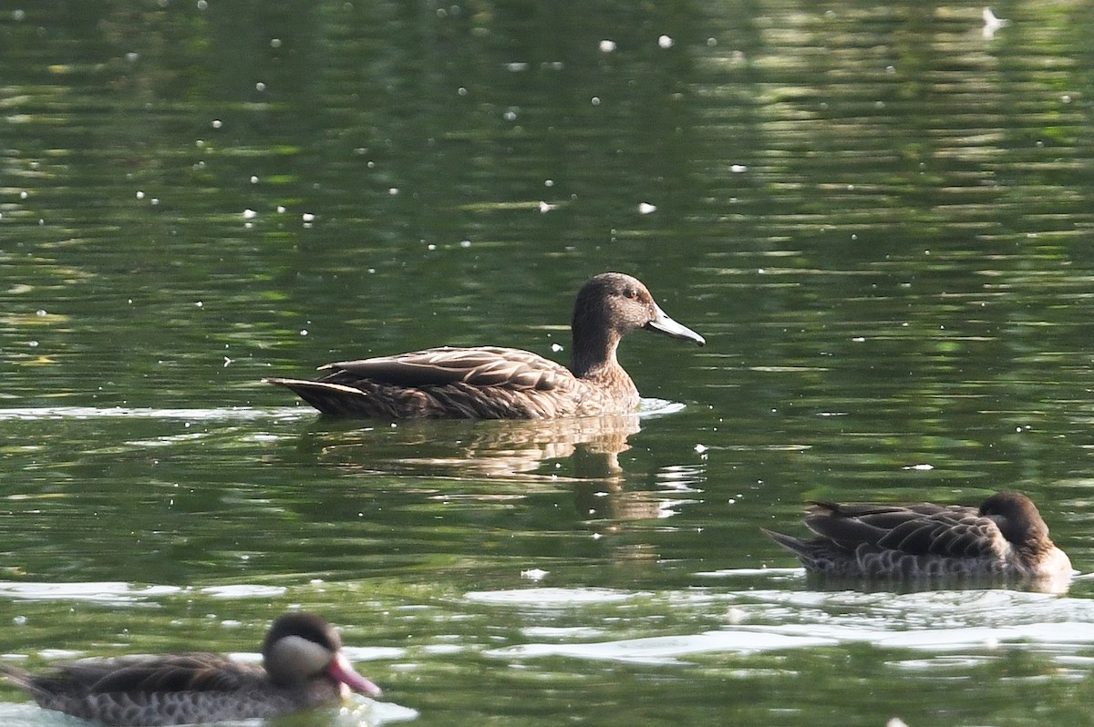 Canard de Meller - ML610908028