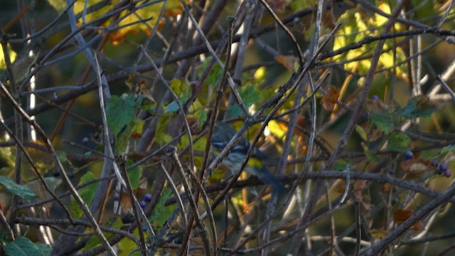 Yellow-rumped Warbler - ML610908030