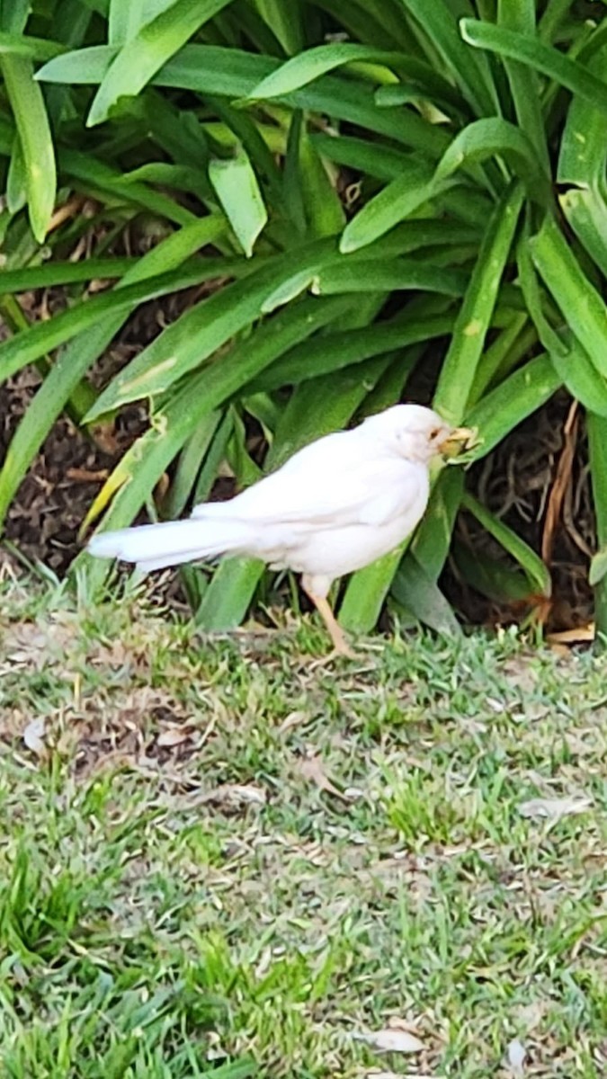 Rufous-bellied Thrush - ML610908033