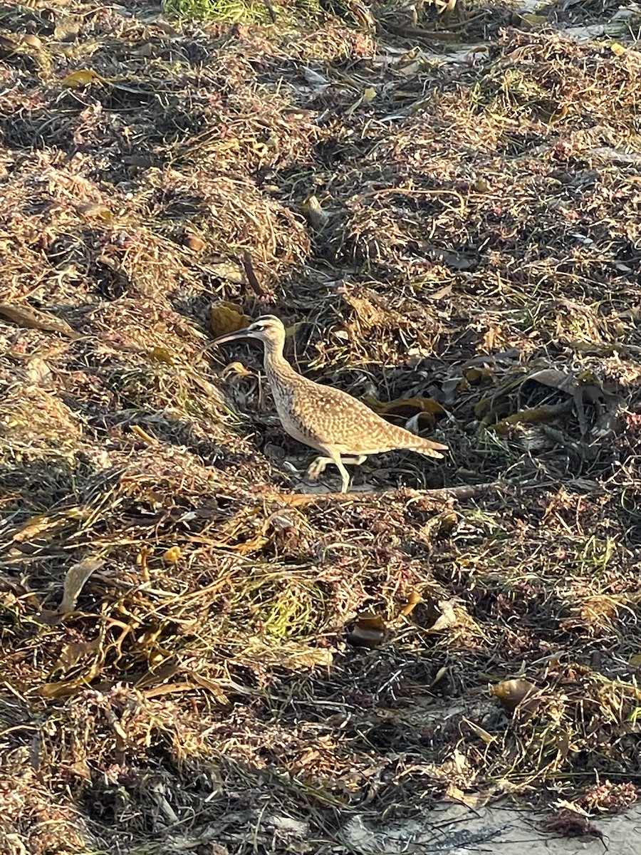 Whimbrel - ML610908084