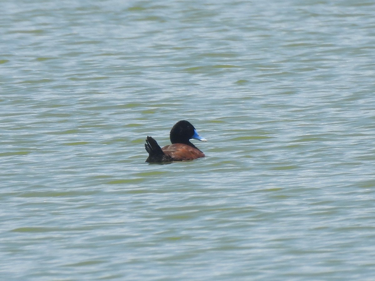 Blue-billed Duck - ML610908129