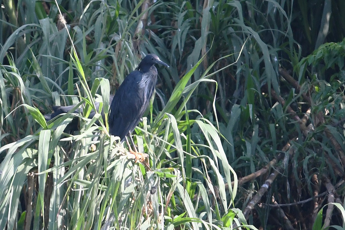 Black Heron - Andreas Deissner