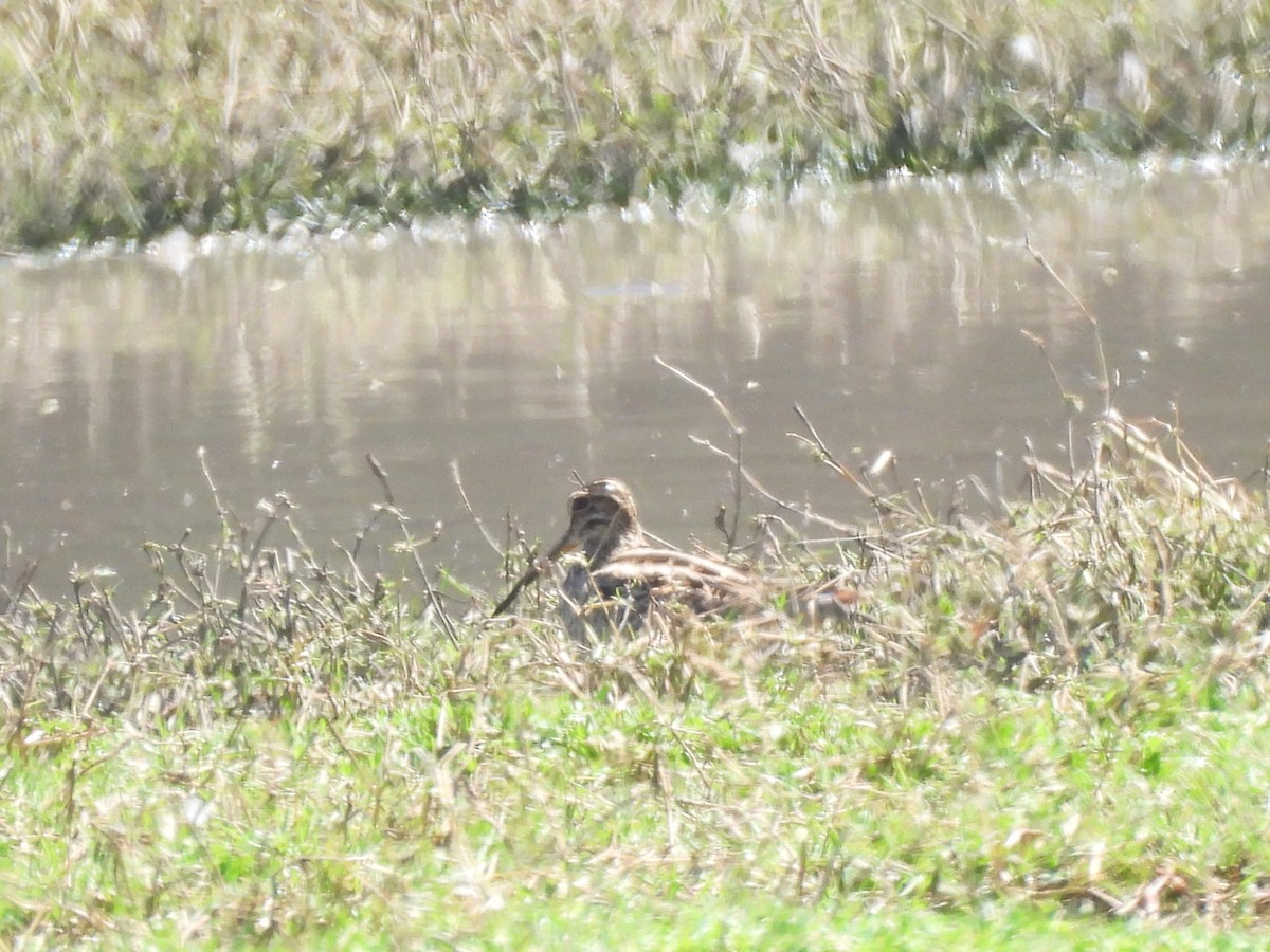 Latham's Snipe - ML610908138