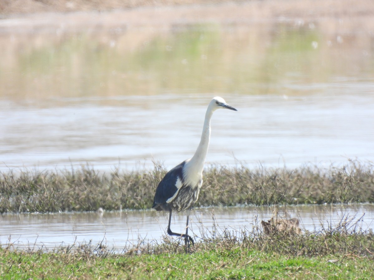 Garza Cuelliblanca - ML610908140