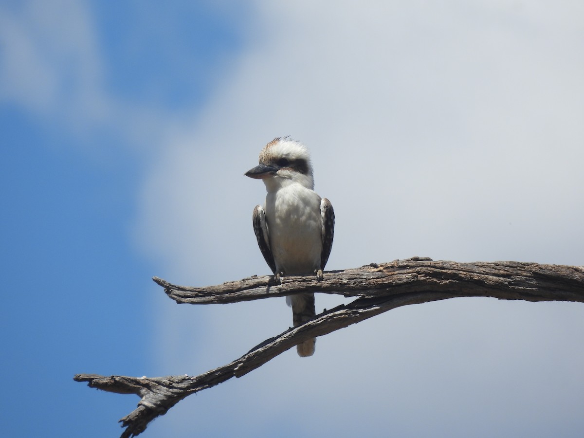 Laughing Kookaburra - ML610908147