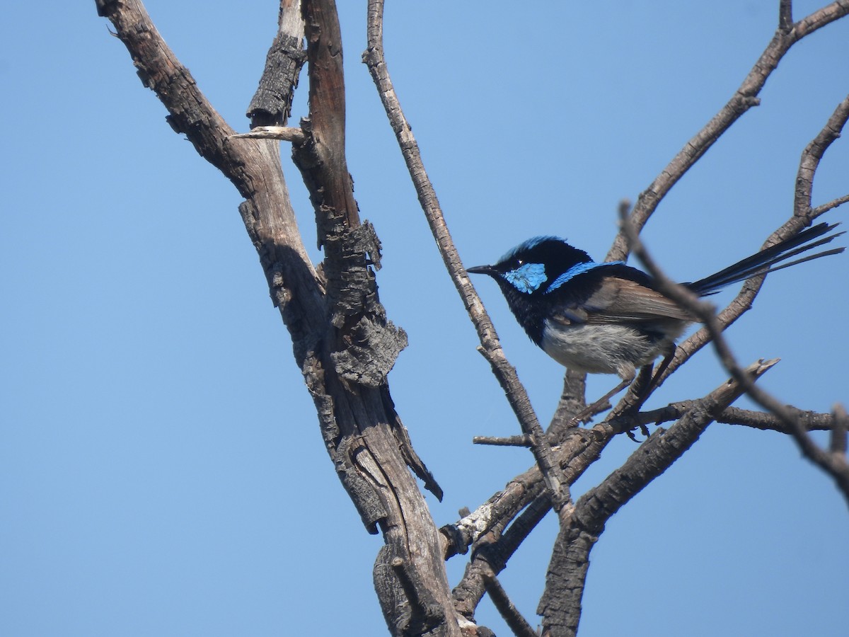 Superb Fairywren - ML610908151