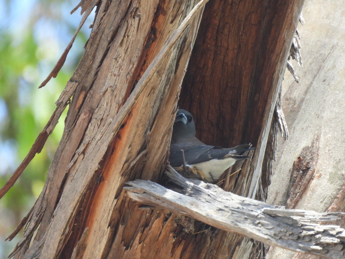 White-breasted Woodswallow - ML610908165