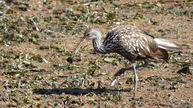 Limpkin - ML610908199