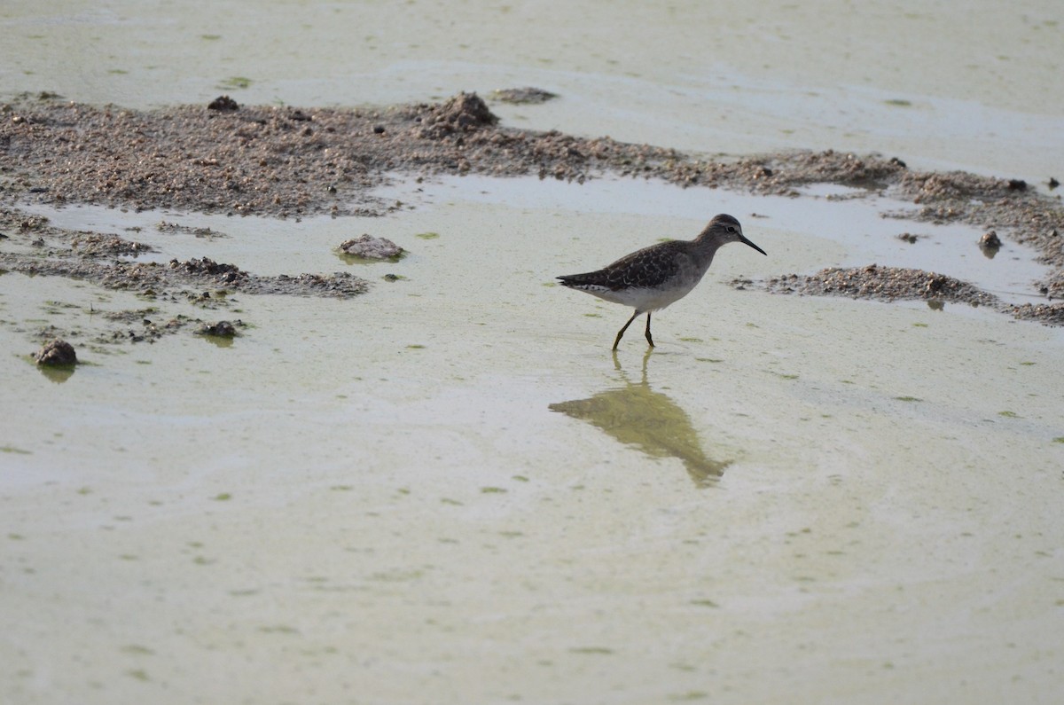 Wood Sandpiper - ML610908281