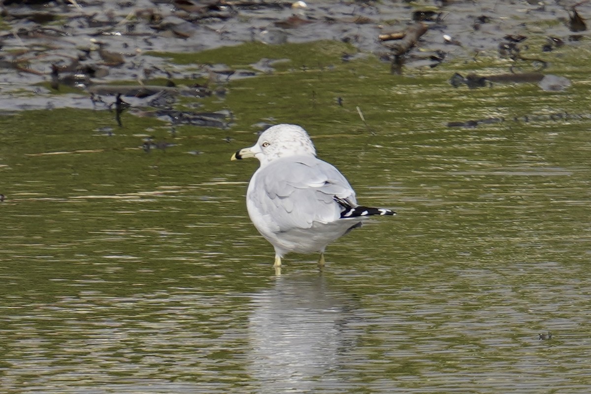 Ring-billed Gull - ML610908399