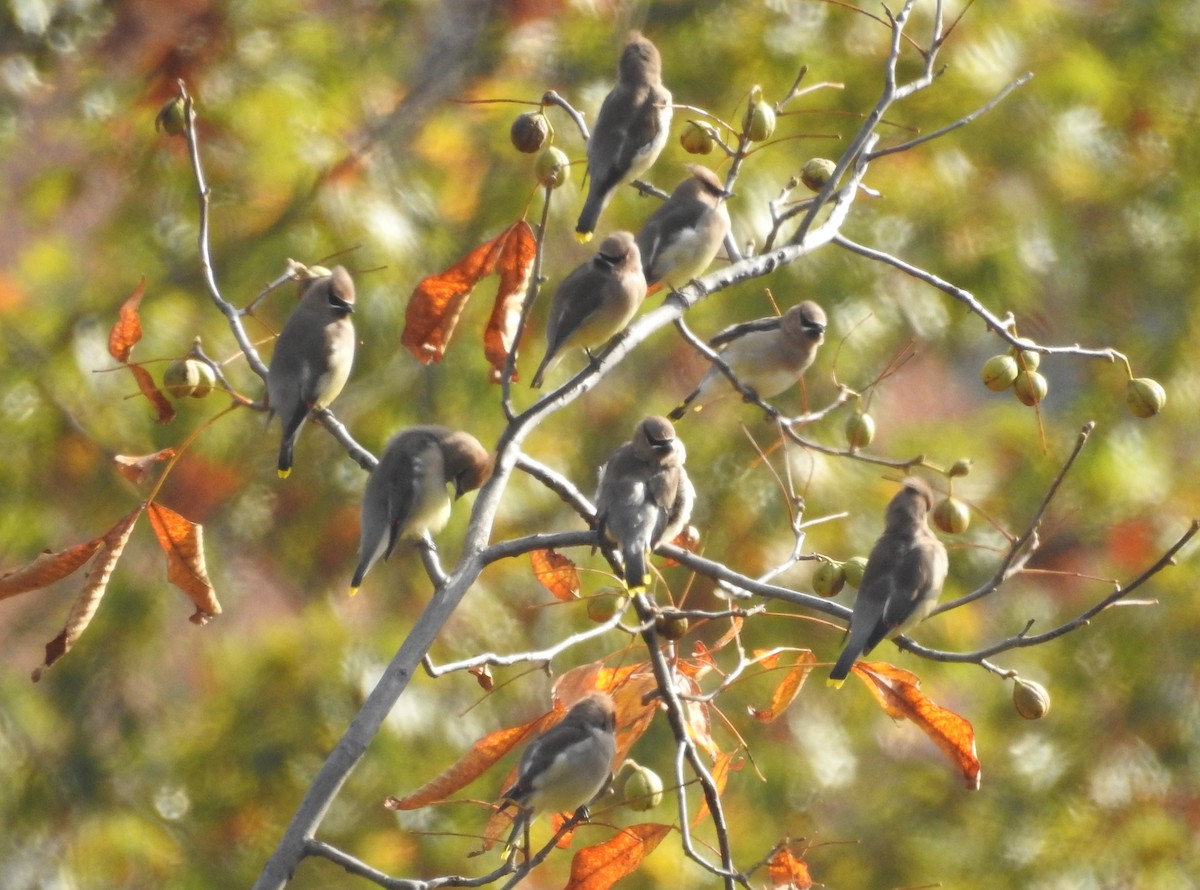 Cedar Waxwing - ML610908429