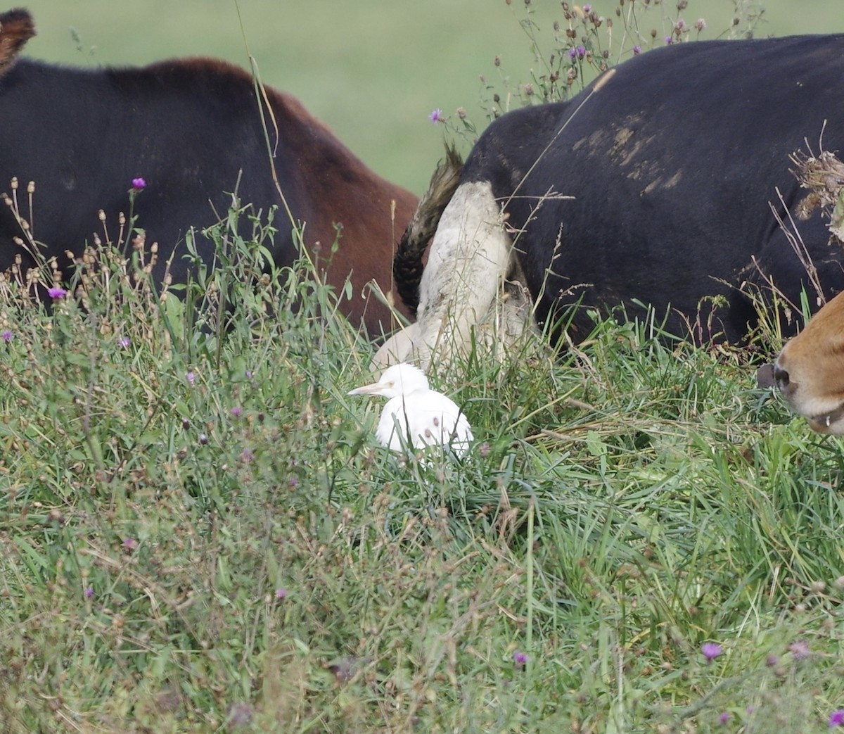 Western Cattle Egret - Bill Purcell