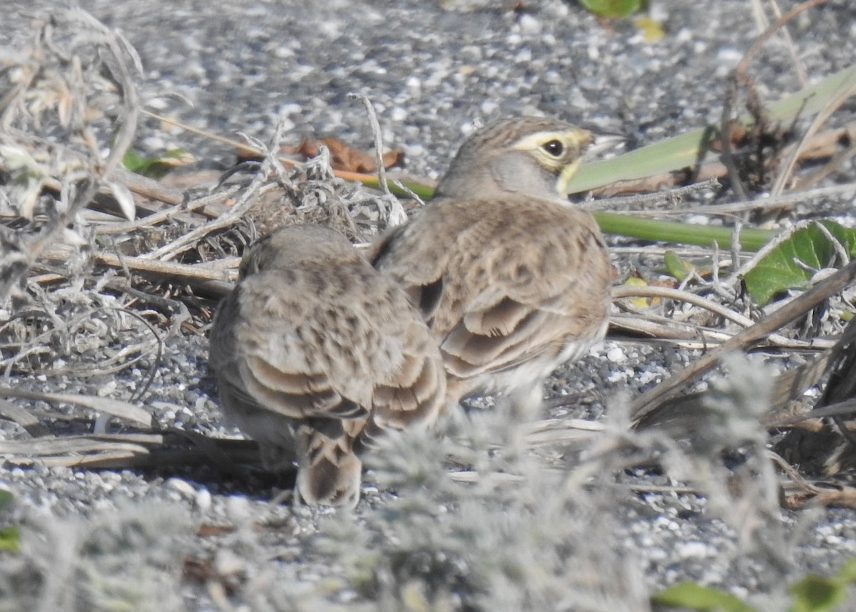 Horned Lark - ML610908623