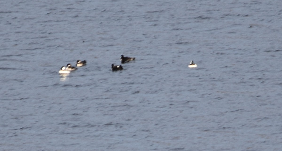 Bufflehead - ML610908842