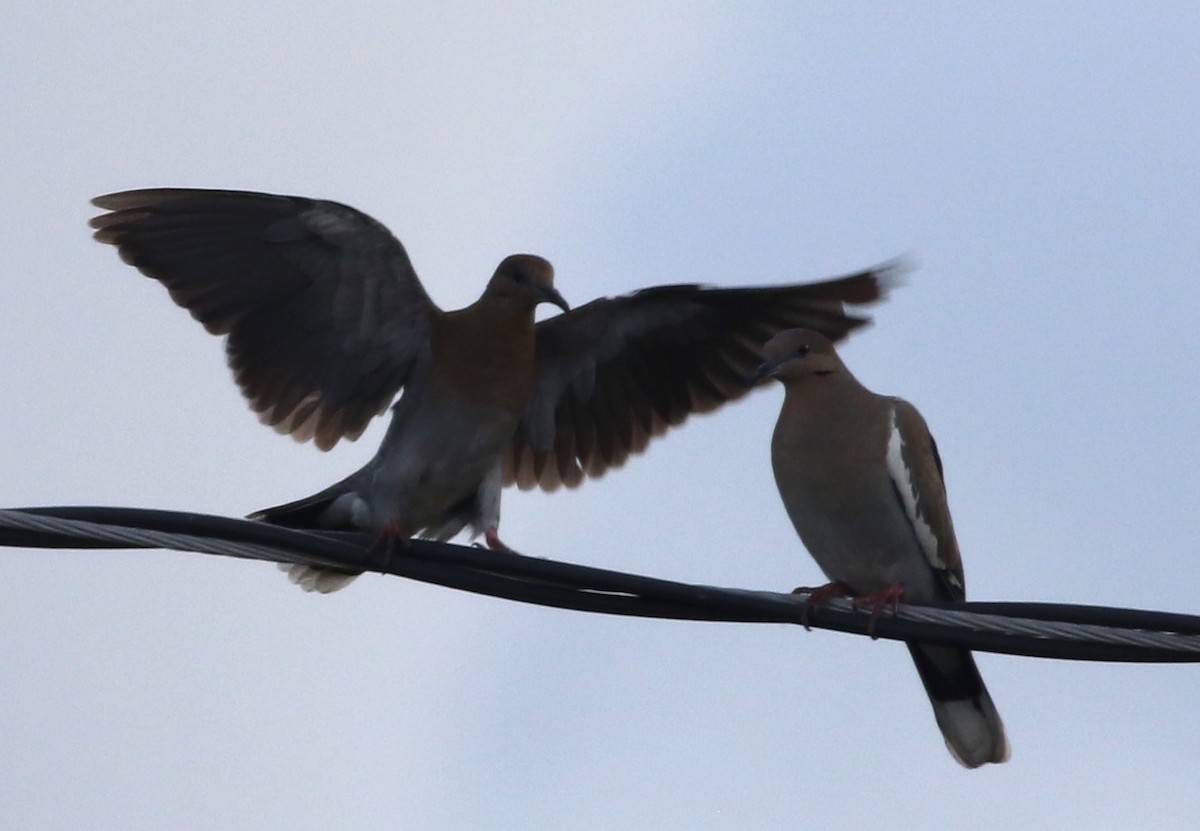 White-winged Dove - ML610908868