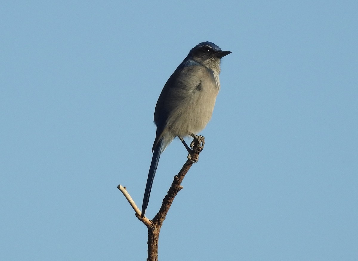 Woodhouse's Scrub-Jay - Fred Shaffer