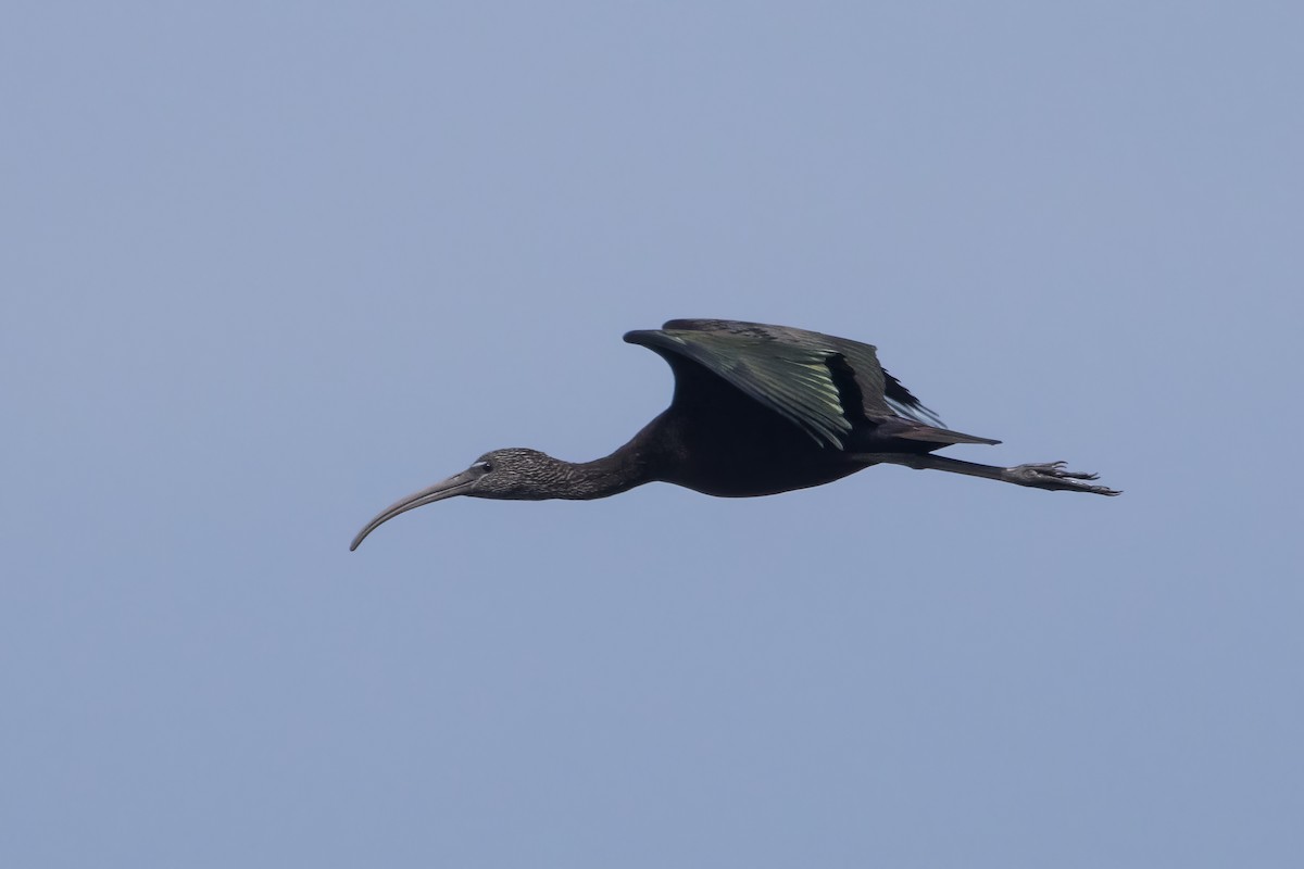 ibis hnědý - ML610908882