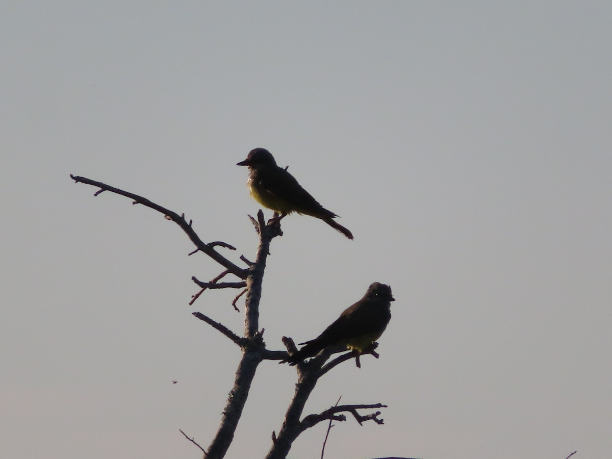 Western Kingbird - ML610908957