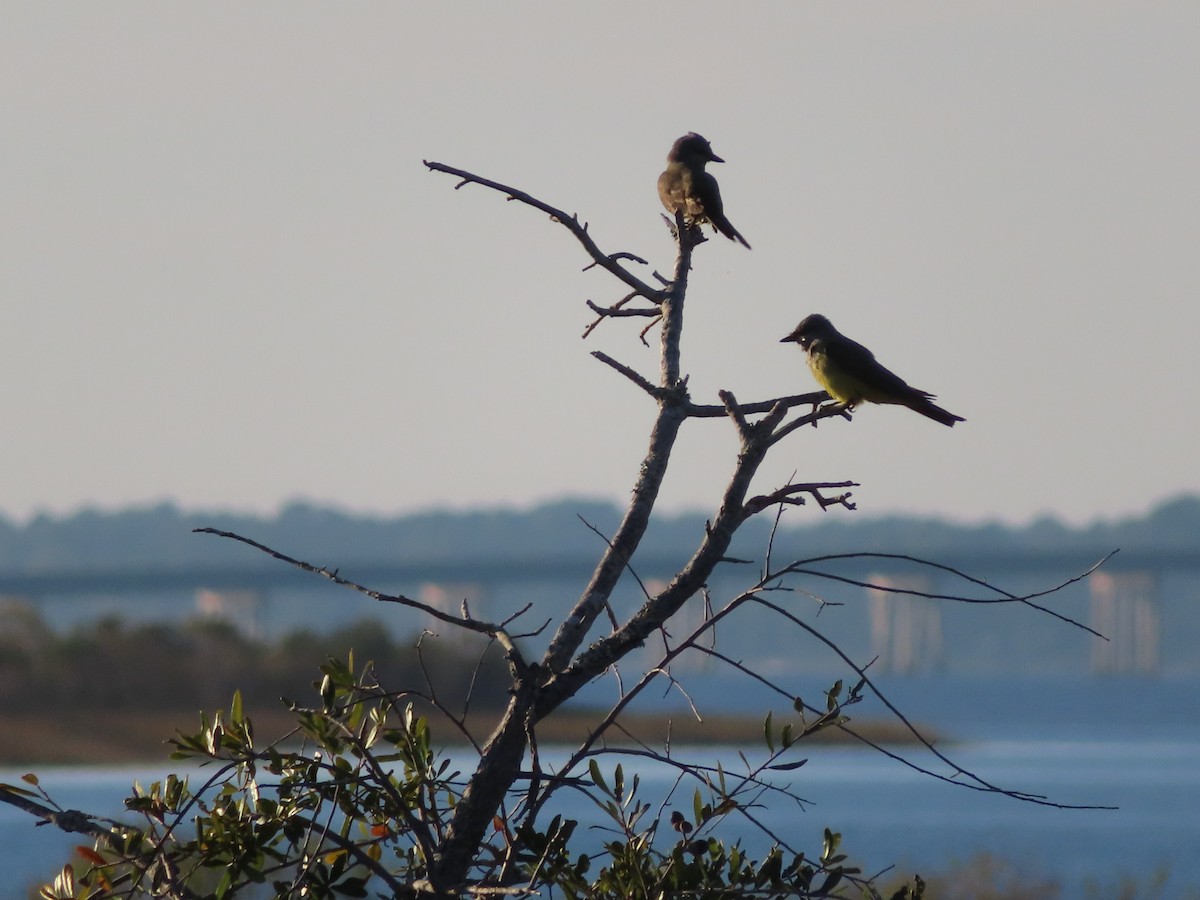 Western Kingbird - ML610908958