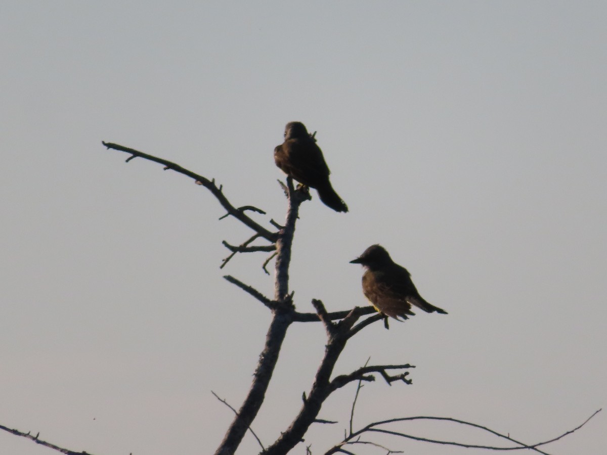 Western Kingbird - ML610908959