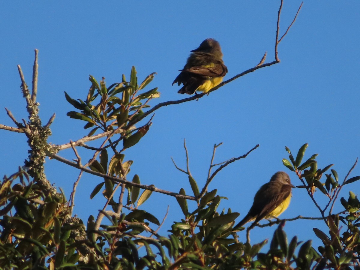 Western Kingbird - ML610908962