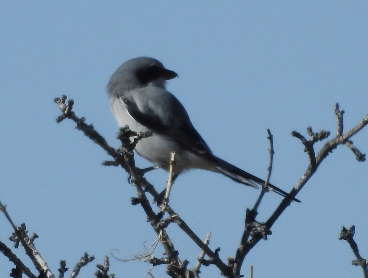 Loggerhead Shrike - ML610908978