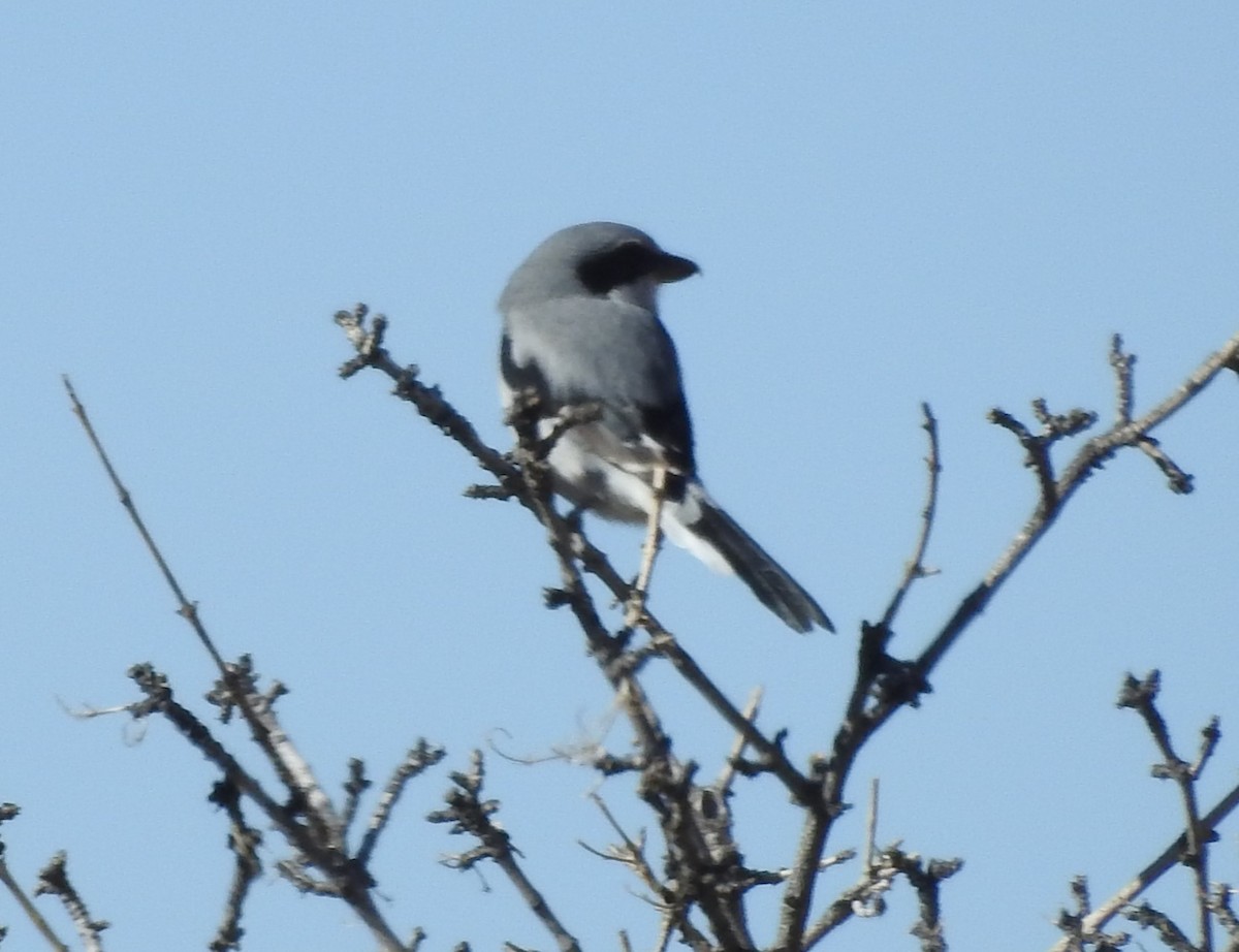 Loggerhead Shrike - ML610908979
