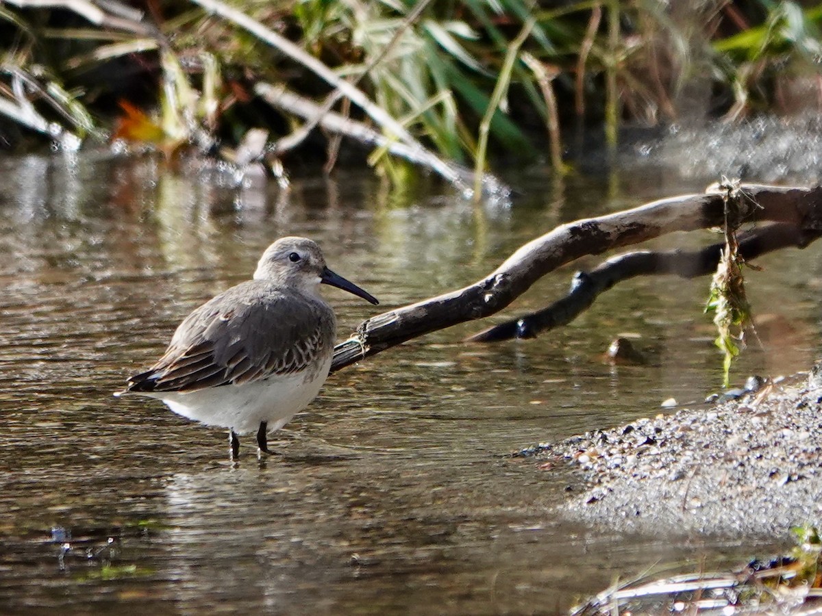 Dunlin - ML610909006