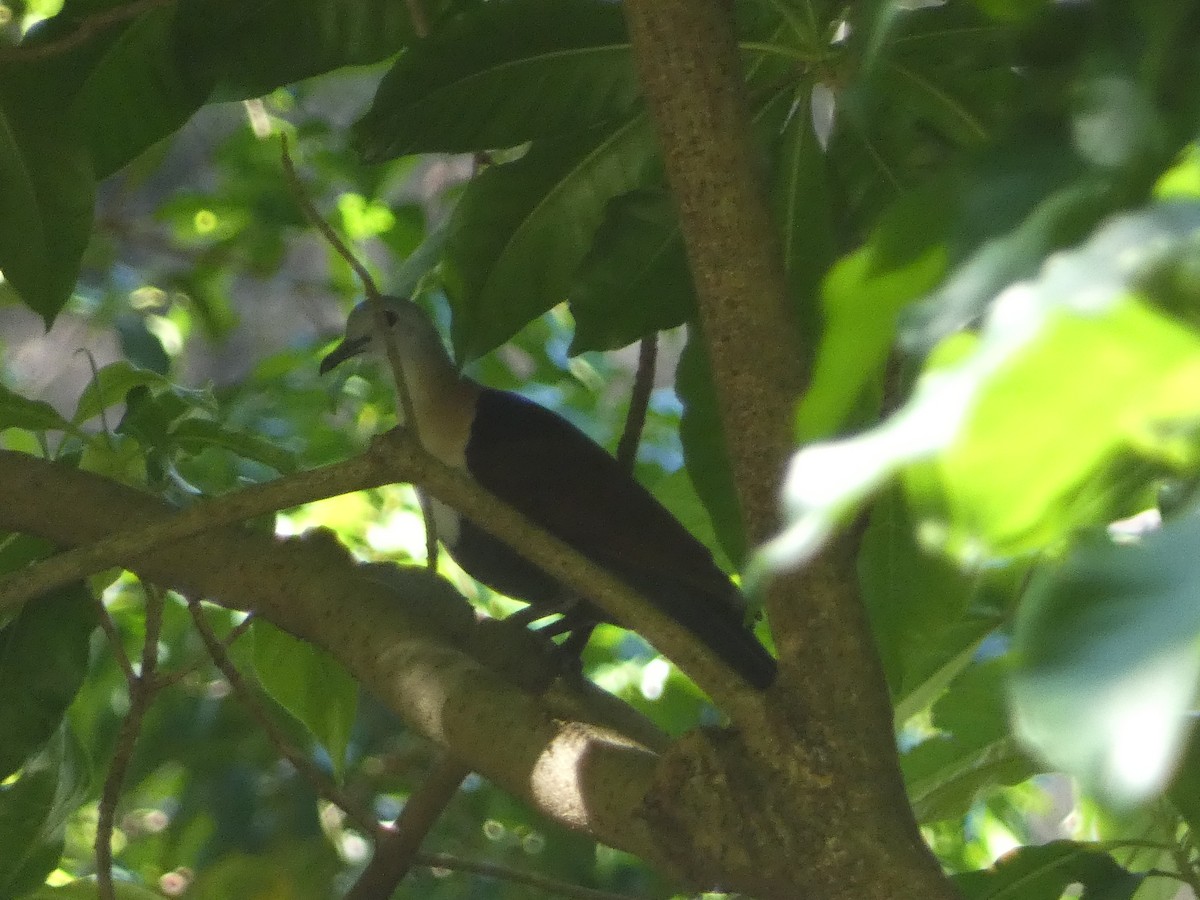 Wetar Ground Dove - ML610909133