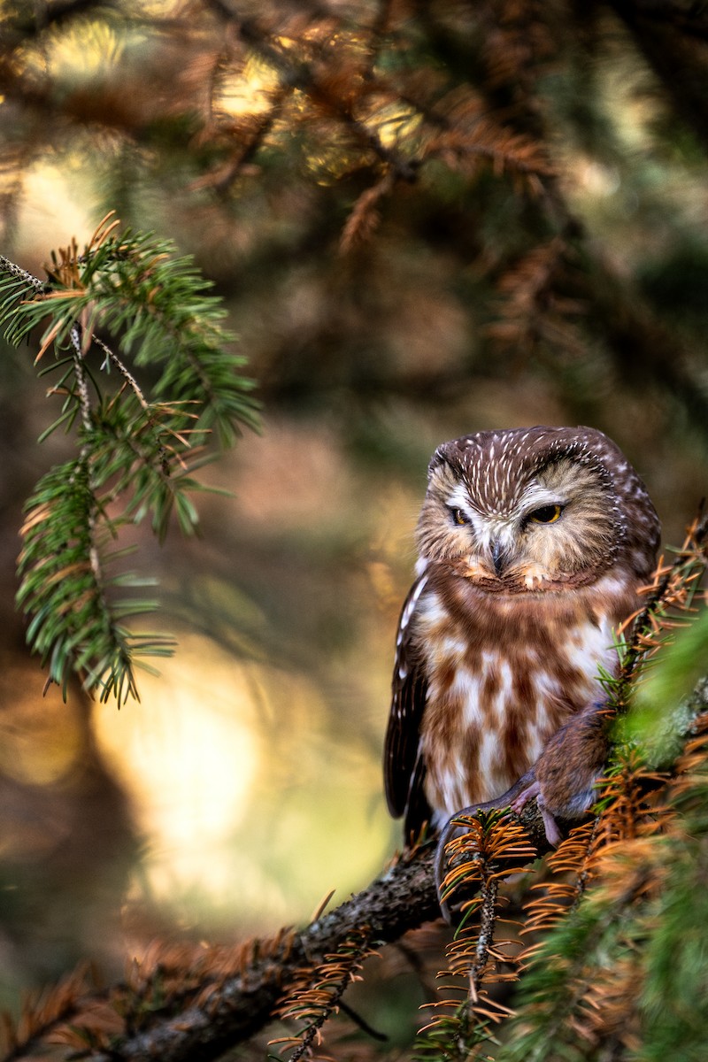 Northern Saw-whet Owl - ML610909178