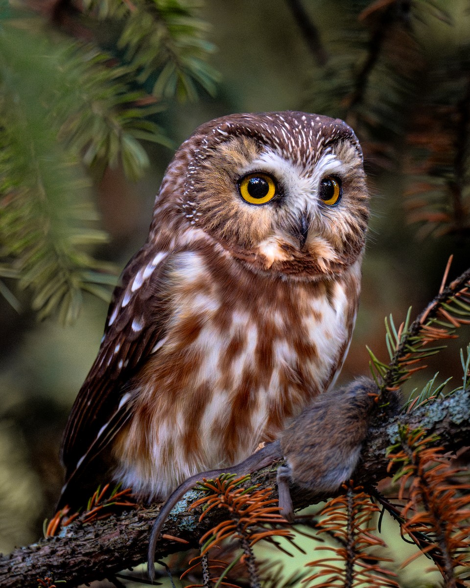 Northern Saw-whet Owl - Holden Smith